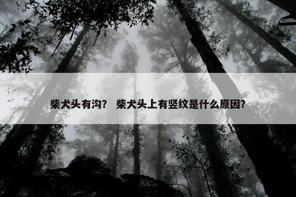 柴犬头有沟？ 柴犬头上有竖纹是什么原因？