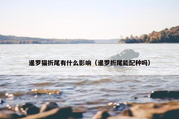 暹罗猫折尾有什么影响（暹罗折尾能配种吗）