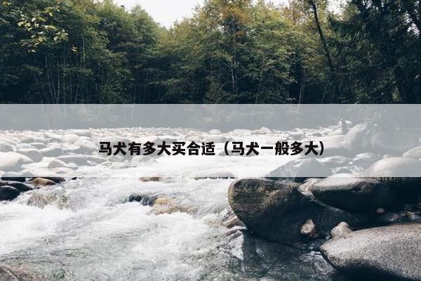 马犬有多大买合适（马犬一般多大）