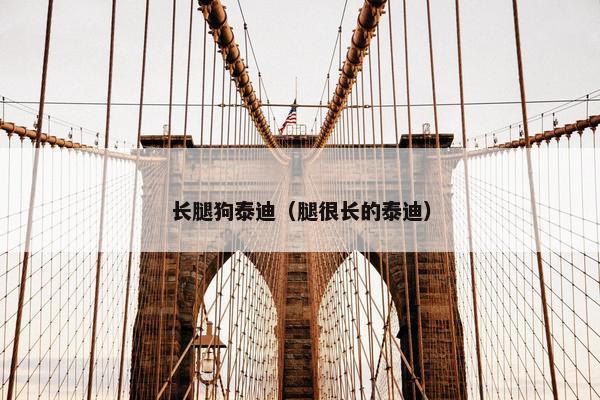 长腿狗泰迪（腿很长的泰迪）