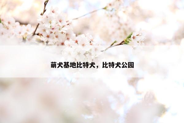 萌犬基地比特犬，比特犬公园