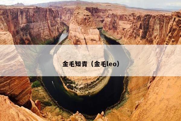 金毛 第11页