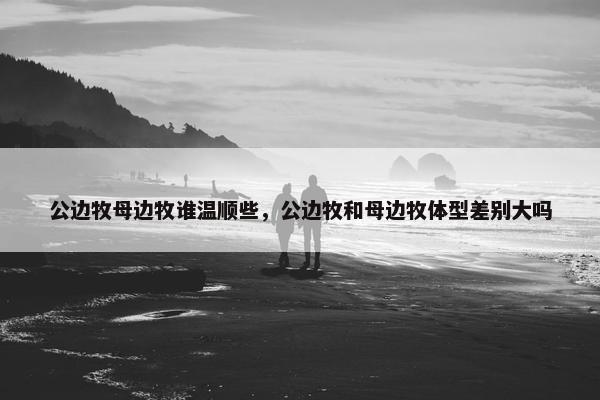 公边牧母边牧谁温顺些，公边牧和母边牧体型差别大吗