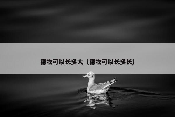 德牧可以长多大(德牧可以长多长)
