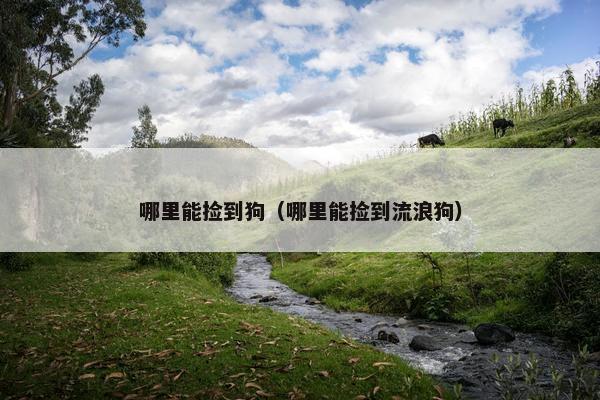 哪里能捡到狗（哪里能捡到流浪狗）
