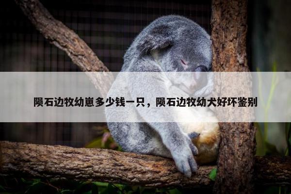 陨石边牧幼崽多少钱一只，陨石边牧幼犬好坏鉴别