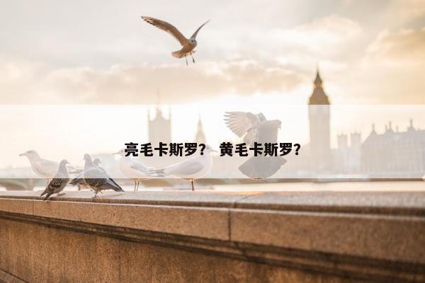 亮毛卡斯罗？ 黄毛卡斯罗？
