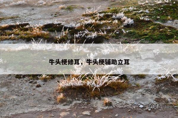 牛头梗修耳，牛头梗辅助立耳