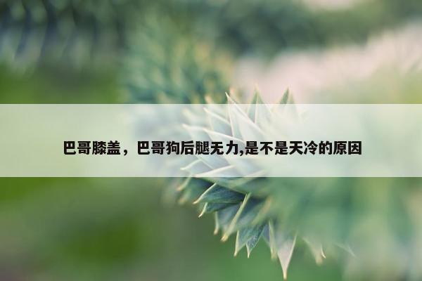 巴哥膝盖，巴哥狗后腿无力,是不是天冷的原因