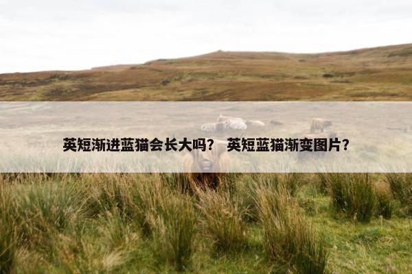 英短渐进蓝猫会长大吗？ 英短蓝猫渐变图片？
