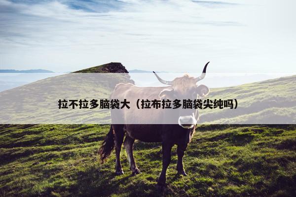 拉不拉多脑袋大（拉布拉多脑袋尖纯吗）