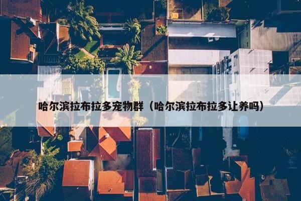 哈尔滨拉布拉多宠物群（哈尔滨拉布拉多让养吗）