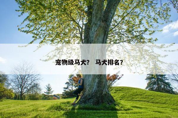 宠物级马犬？ 马犬排名？