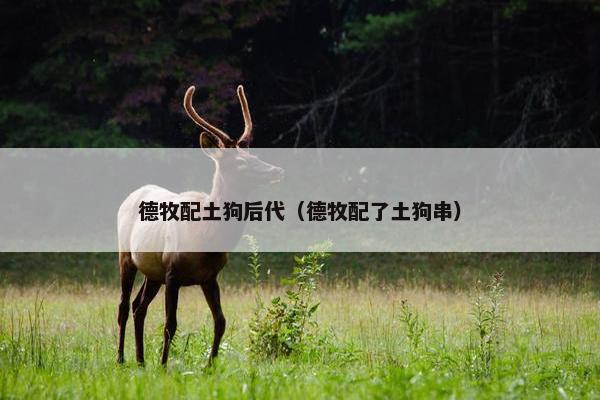德牧配土狗后代(德牧配了土狗串)