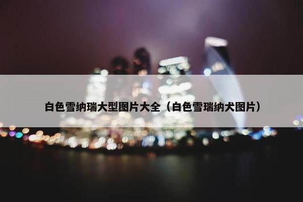 白色雪纳瑞大型图片大全（白色雪瑞纳犬图片）
