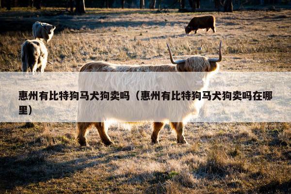 惠州有比特狗马犬狗卖吗（惠州有比特狗马犬狗卖吗在哪里）