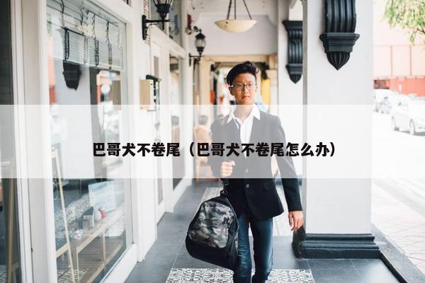 巴哥犬不卷尾（巴哥犬不卷尾怎么办）