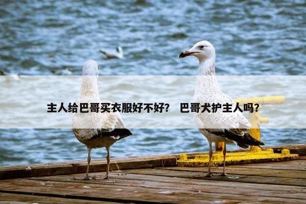 主人给巴哥买衣服好不好？ 巴哥犬护主人吗？