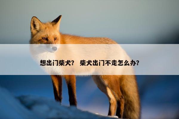 想出门柴犬？ 柴犬出门不走怎么办？