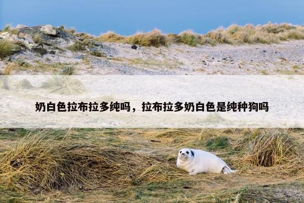 奶白色拉布拉多纯吗,拉布拉多奶白色是纯种狗吗