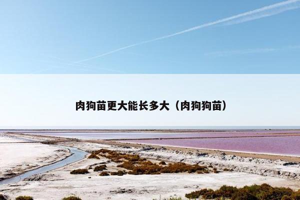 肉狗苗更大能长多大（肉狗狗苗）