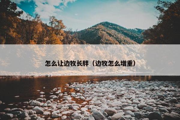 怎么让边牧长胖(边牧怎么增重)