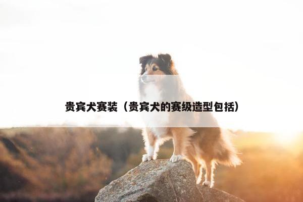 贵宾犬赛装（贵宾犬的赛级造型包括）