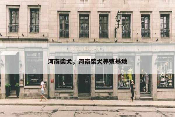 河南柴犬，河南柴犬养殖基地
