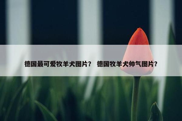 德国最可爱牧羊犬图片？ 德国牧羊犬帅气图片？