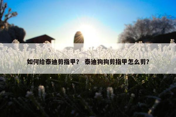 如何给泰迪剪指甲？ 泰迪狗狗剪指甲怎么剪？