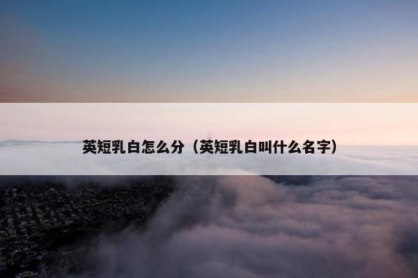 英短乳白怎么分（英短乳白叫什么名字）