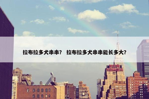 拉布拉多犬串串? 拉布拉多犬串串能长多大?