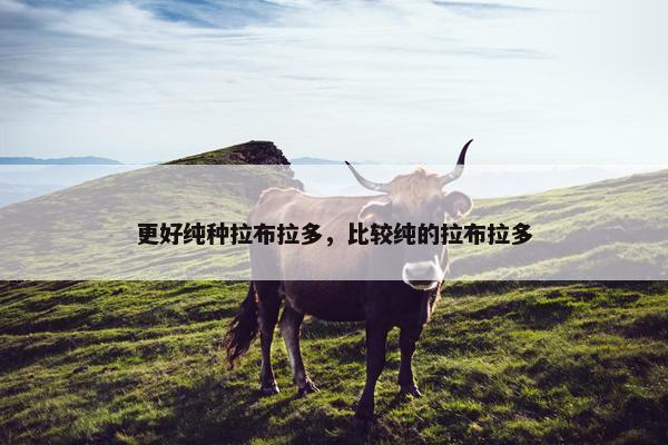 更好纯种拉布拉多,比较纯的拉布拉多