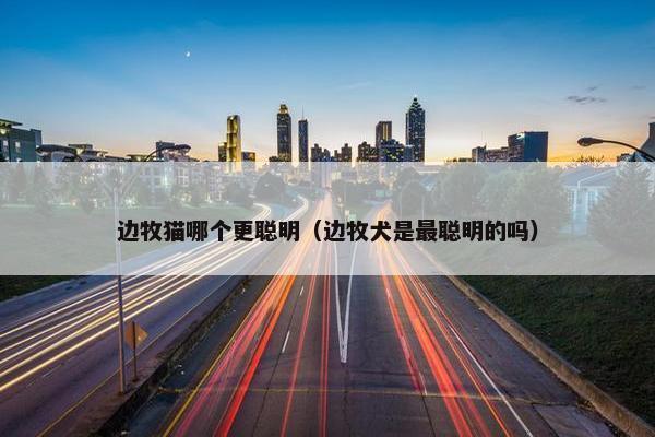 边牧猫哪个更聪明（边牧犬是最聪明的吗）