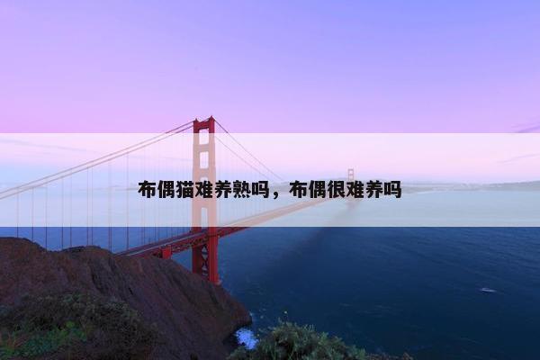 布偶猫难养熟吗，布偶很难养吗