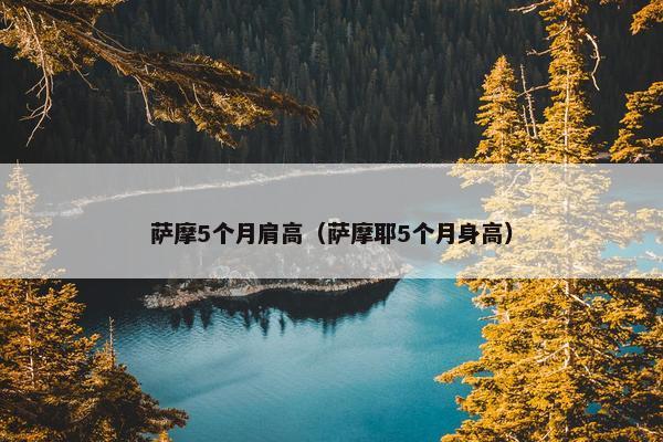 萨摩5个月肩高(萨摩耶5个月身高)
