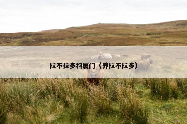 拉不拉多狗厦门（养拉不拉多）