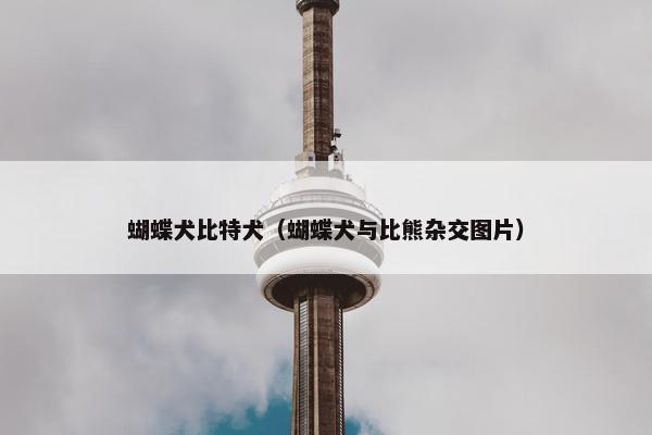 蝴蝶犬比特犬(蝴蝶犬与比熊杂交图片)