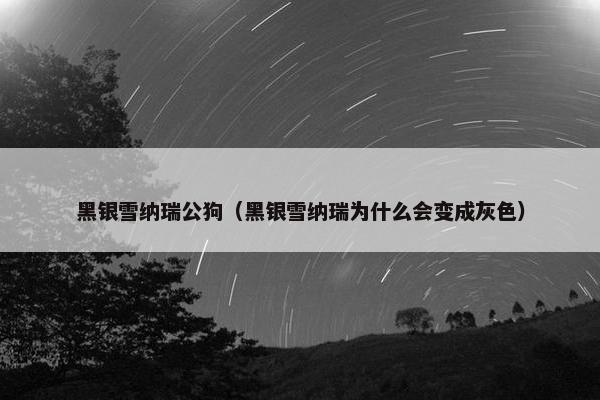 黑银雪纳瑞公狗（黑银雪纳瑞为什么会变成灰色）