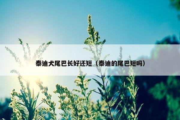 泰迪犬尾巴长好还短（泰迪的尾巴短吗）