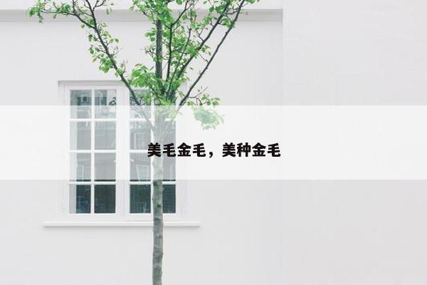 美毛金毛，美种金毛