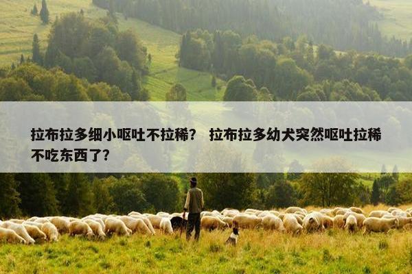 拉布拉多细小呕吐不拉稀? 拉布拉多幼犬突然呕吐拉稀不吃东西了?