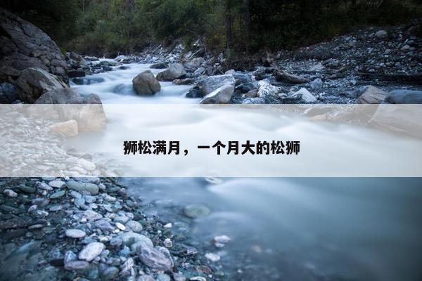 狮松满月,一个月大的松狮