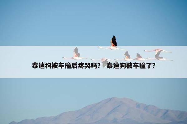 泰迪狗被车撞后疼哭吗？ 泰迪狗被车撞了？