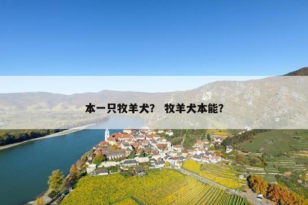 本一只牧羊犬？ 牧羊犬本能？