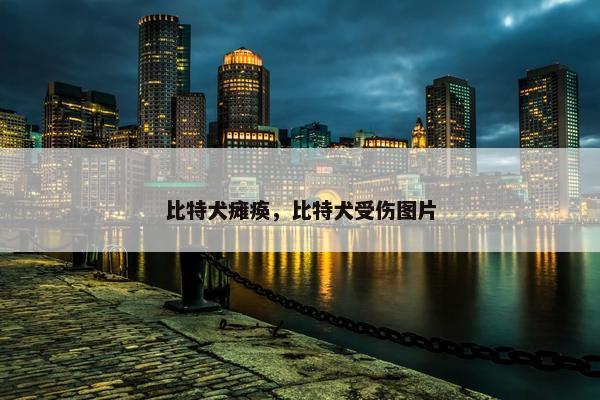 比特犬瘫痪,比特犬受伤图片