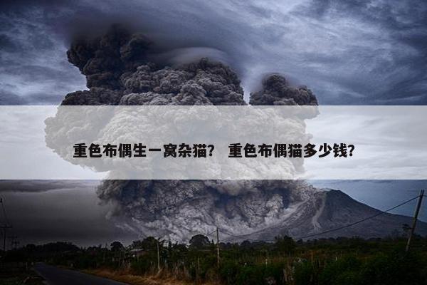 重色布偶生一窝杂猫？ 重色布偶猫多少钱？