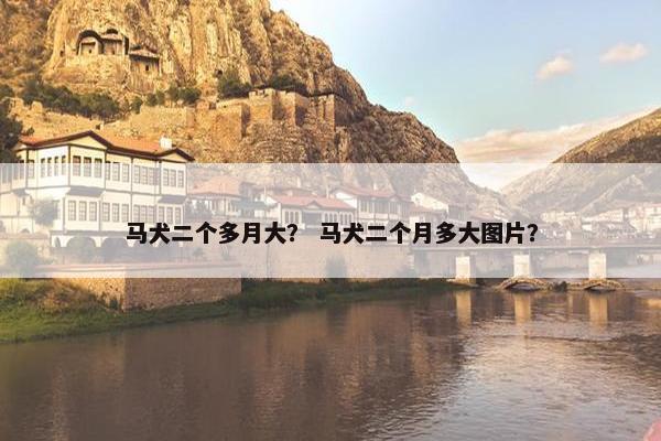 马犬二个多月大？ 马犬二个月多大图片？