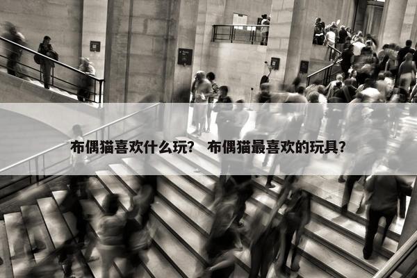 布偶猫喜欢什么玩？ 布偶猫最喜欢的玩具？