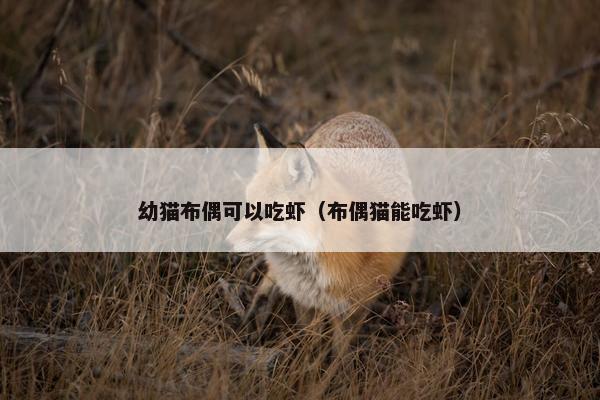 幼猫布偶可以吃虾（布偶猫能吃虾）